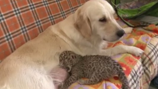Video: perra adoptó a un leopardo recién nacido