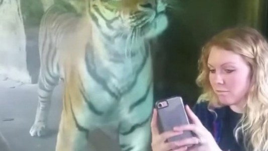La tierna reacción de un tigre ante una mujer embarazada