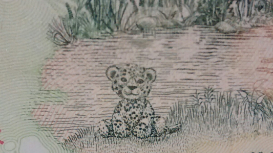 El bebé yaguareté oculto en el billete de 500 pesos que conmueve a todos en las redes sociales