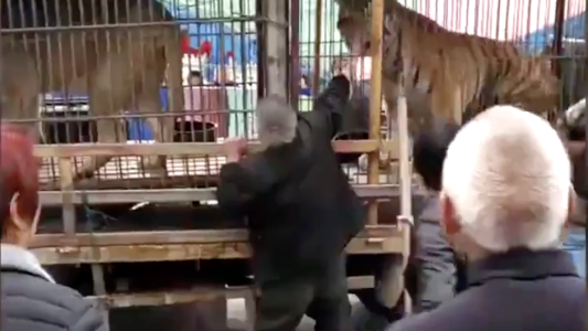 Fuertes imágenes: un hombre fue a alimentar a un tigre y perdió la mano