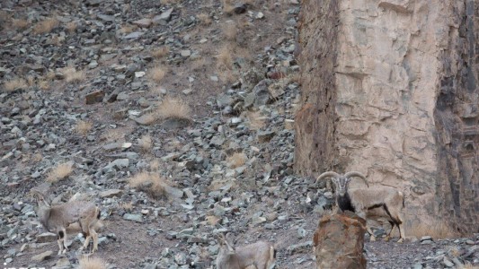 Nuevo reto viral: ¿dónde está el leopardo?