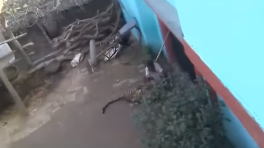 Escalofriante video: la lucha de un hombre cuando es atacado por un leopardo