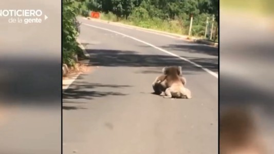 Robo en el pesebre viviente, el puente de cristal más largo y una pelea de koalas