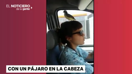 #MuyViral Perros, piletas, un pájaro en la cabeza y millones de reproducciones