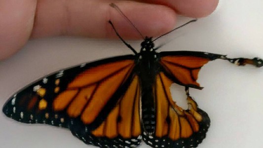 Increíble: una modista consiguió que una mariposa vuele al reconstruirle un ala