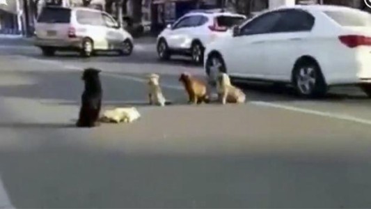 Los perros callejeros que se negaron a abandonar a un "compañero" muerto en una calle de China