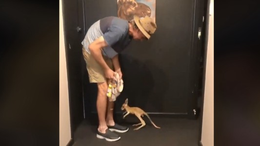 #VideoViral El tierno canguro huérfano que intenta meterse en la bolsa de su cuidador