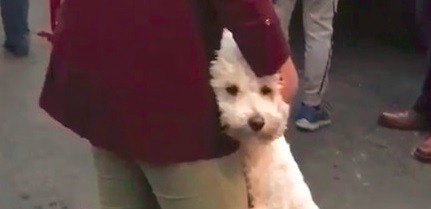 La conmovedora imagen de un perro junto a su dueña tras el terremoto en México