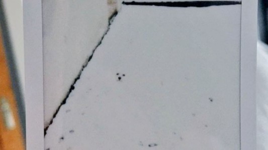 ¿Podés ver al perro en la nieve?: el nuevo desafío viral que la rompe en las redes sociales