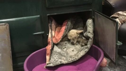 Ternura viral: un granjero salvó a un cordero recién nacido de morir de frío metiéndolo en un horno