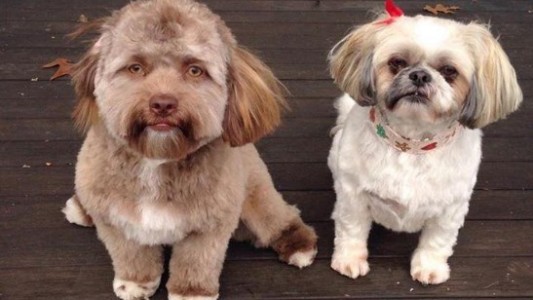 La historia de Bob, el perro que tiene cara de ser humano