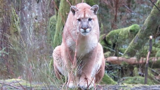 Video: un hombre desarmado grabó a un puma salvaje que lo acechó por más de una hora
