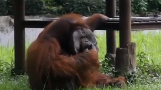 Visitantes de un zoológico le tiran cigarrillos a un orangután para que los fume