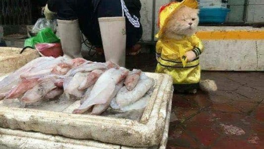 El increíble gato que vende pescado en un mercado de Vietnam