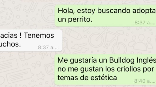 “¿Es usted de raza pura?”: la conversación de WhatsApp que busca concientizar sobre la adopción de animales