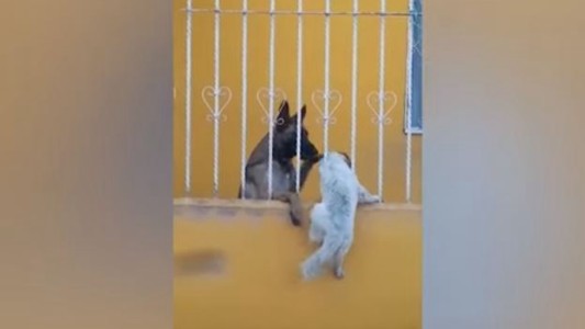 Amistad sin muros: la perra que ayuda a su amigo a trepar la reja que los separa