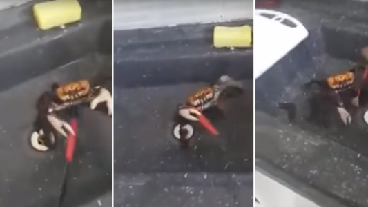 VIDEO: El cangrejo que no quiere ser cocinado y se defiende con un cuchillo