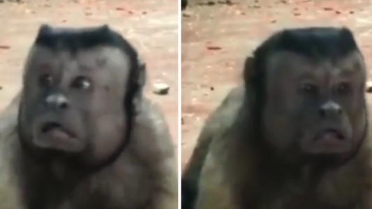 El video del mono con cara de "hombre asustado" que es un furor en las redes sociales