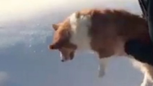 Ilusión óptica: locura en las redes sociales por el perro que está a punto de ser arrojado al vacío