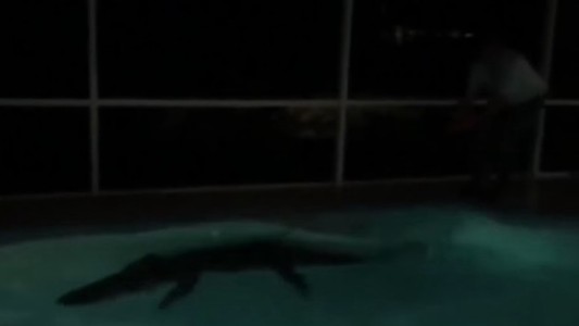 Video: capturaron a un caimán de más de 3 metros en una pileta