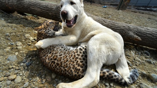 Las tiernas fotos de una perrita que cuida a un bebé leopardo