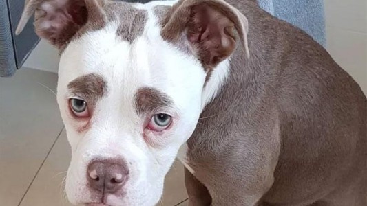 Viral: ésta es a la perrita más "triste" del mundo