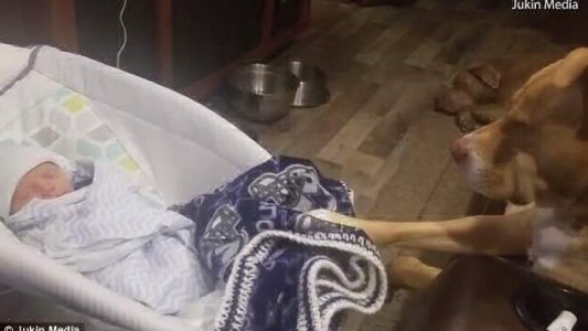 Video viral: el tierno pitbull que acuna a un bebé hasta que se duerme