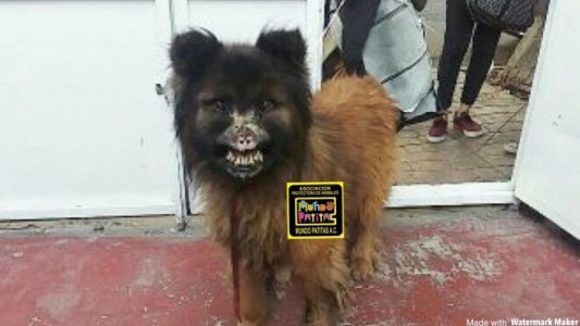 La terrible historia del perro que vivió 6 años atado a un árbol, comía basura y lo quemaron con ácido