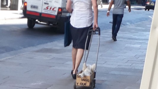 "Soy vago y qué", el perrito rosarino que es furor en las redes sociales