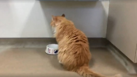 Familia desamorada: su gato recorrió 19 kilómetros para encontrarlos y quisieron sacrificarlo