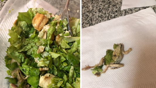 Pidió una ensalada a un restaurante de Palermo con una app y le vino con una rana muerta