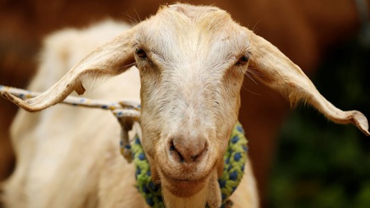 La sucesora del pulpo Paul: esta cabra predijo qué selección ganará el Mundial de Rusia 2018