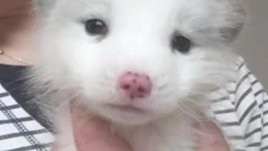 Compró un perro pero no ladraba: lo llevó al veterinario y descubrió que era un zorro