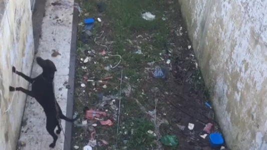 Vecinos denuncian maltrato animal: una mujer tiene a su perro atado todo el día en un patio lleno de basura