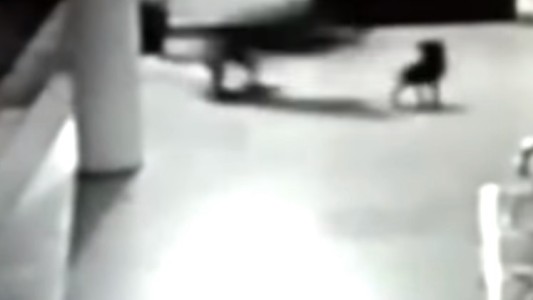 Impresionante video: una perra atacó a un leopardo feroz para salvar a su cachorro