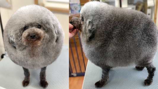 Un caniche fue a la peluquería y su "nuevo look" lo convirtió en un fenómeno viral