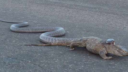 Fuerte video: una turista grabó una tremenda pelea entre una cobra y un lagarto
