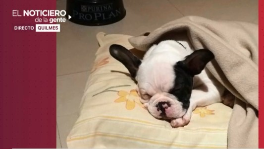 Les robaron todo: piden que devuelvan a su perro Simon