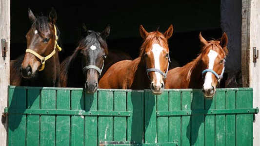 Los caballos sienten el olor del miedo en los seres humanos