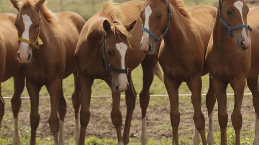 La industria de la clonación en el polo
