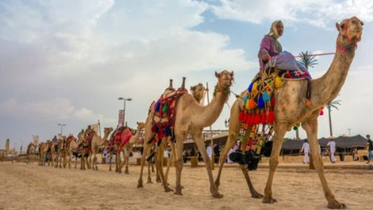 Arabia Saudita entregará pasaportes a camellos