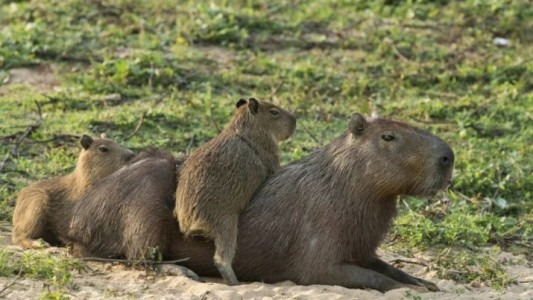 Denuncias por desalojos de carpinchos en Nordelta: “se los llevaron sin avisar”