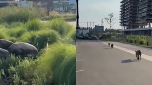 En medio de la disputa por los carpinchos, aparecieron chanchos salvajes en Nordelta