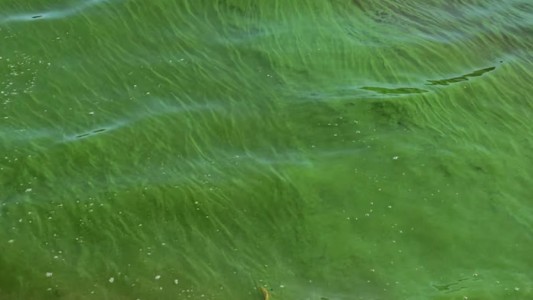 Alerta por la aparición de cianobacterias en la República de los Niños de La Plata