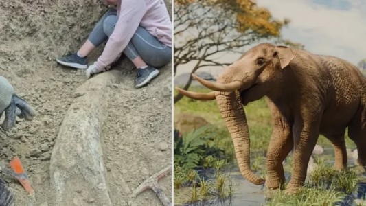 Miramar: encontraron un colmillo de elefante de más de 100.000 años