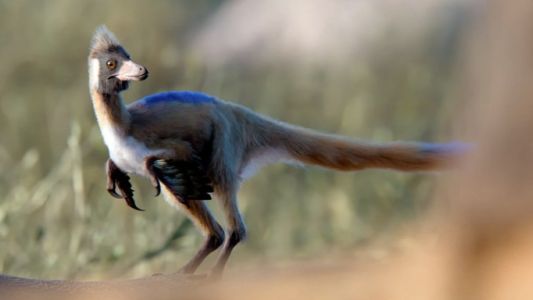 Hallazgo científico en la Patagonia: el dinosaurio del tamaño de una gallina que reescribe la historia evolutiva