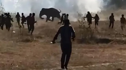 India caza un elefante agresivo que ya provocó la muerte de 20 personas