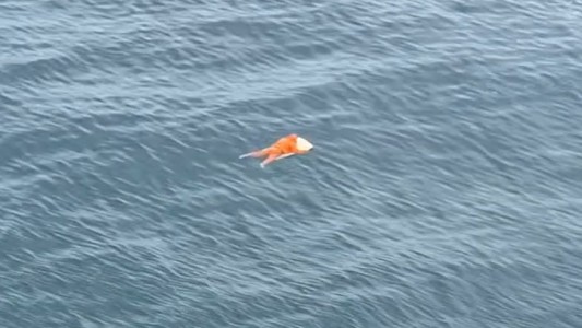 Brasil: sobrevivió 17 horas aferrado a la puerta de una heladera en el mar