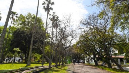 Alerta fitosanitaria: la isla Martín García bajo emergencia por plaga de insectos que afectan las palmeras