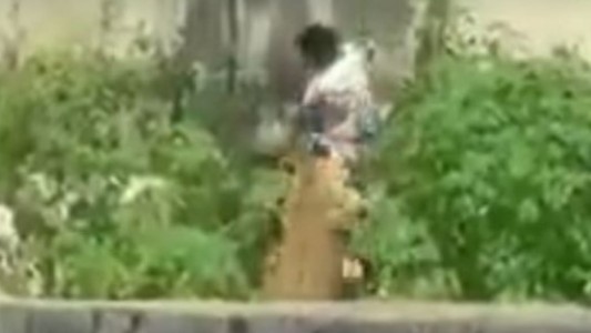 Brasil: un joven de 19 años murió tras ser atacado por una leona al ingresar a su jaula en un zoológico